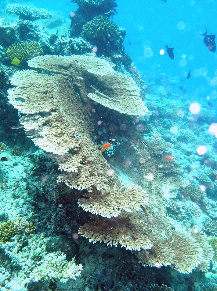 IMG_1095rf_Maldives_Madoogali_Plongee 11_Donagali thila_Table de corail.jpg